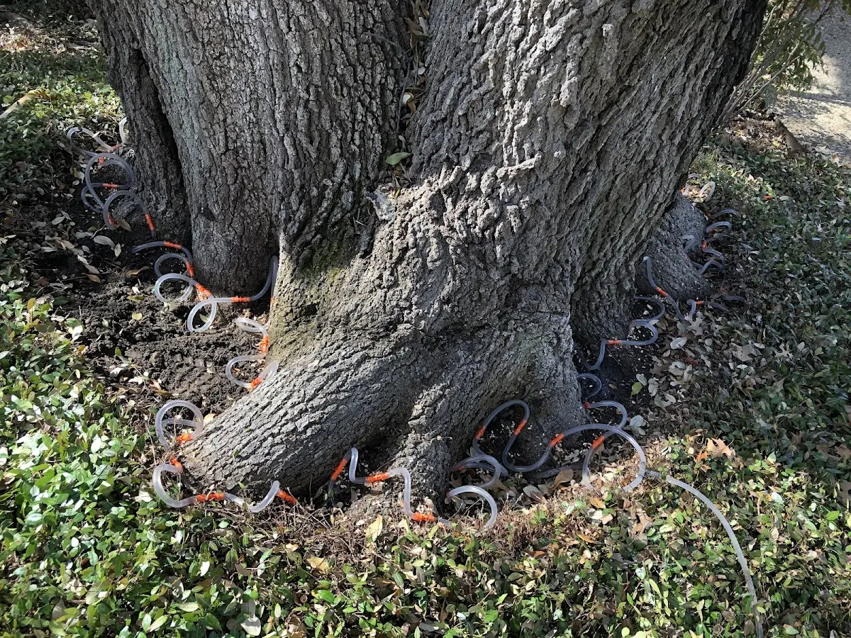 Detailed Tree Cabling and Bracing job site in New York Mills