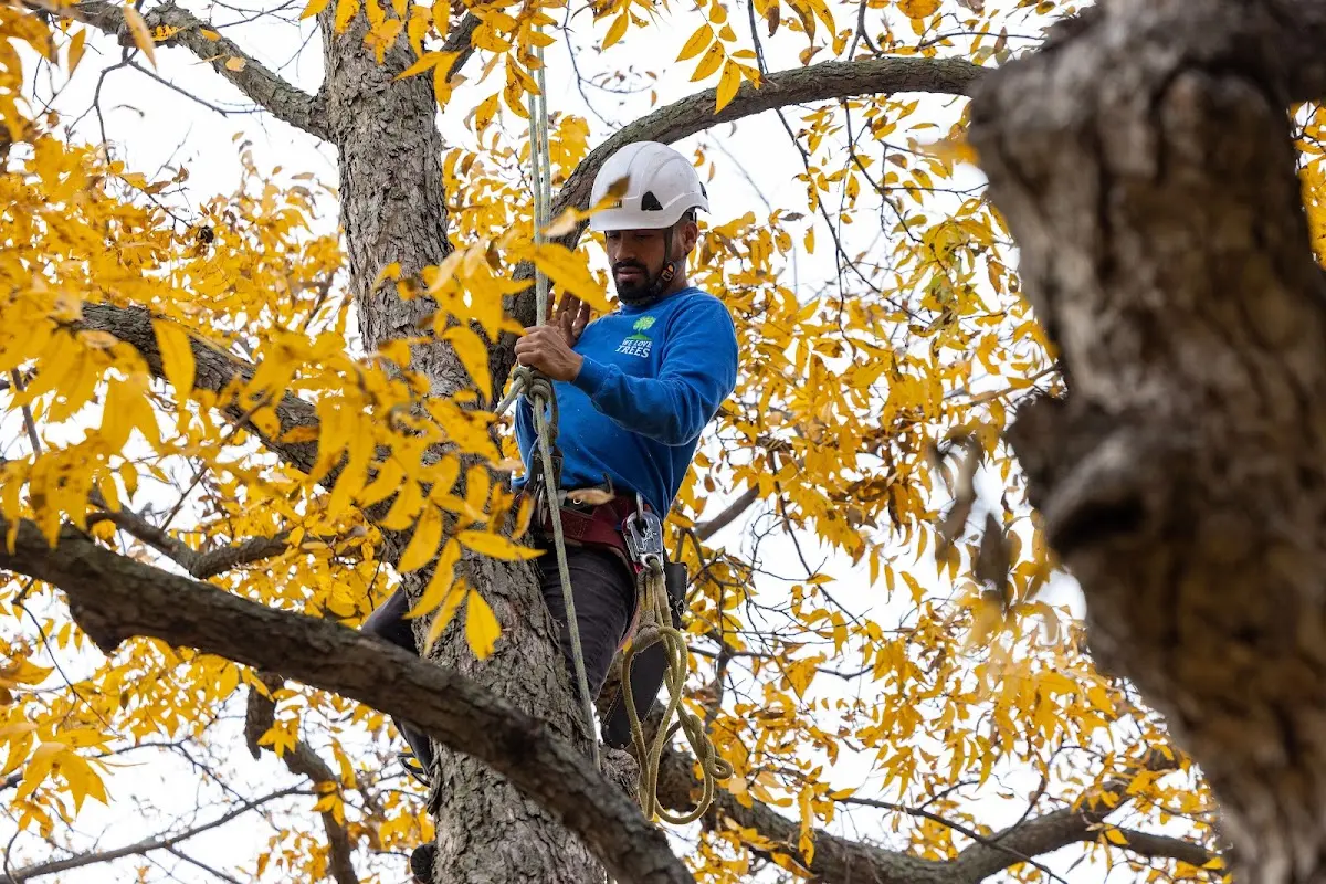 Skilled Tree Pruning crew working in New York Mills